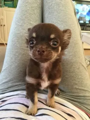 Chihuahua única raça com 12 cm adulto