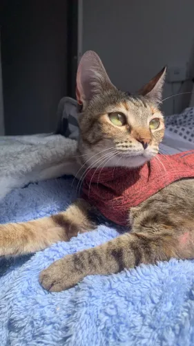 Gata fêmea 