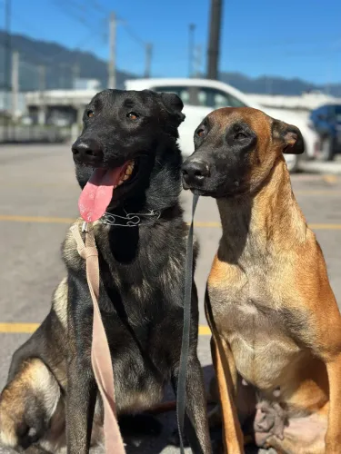 Pastor Belga Malinois