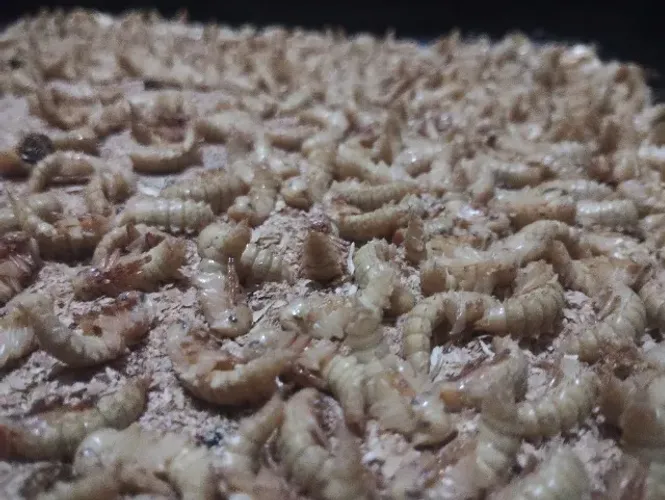 LARVAS DE TENEBRIOS GIGANTES