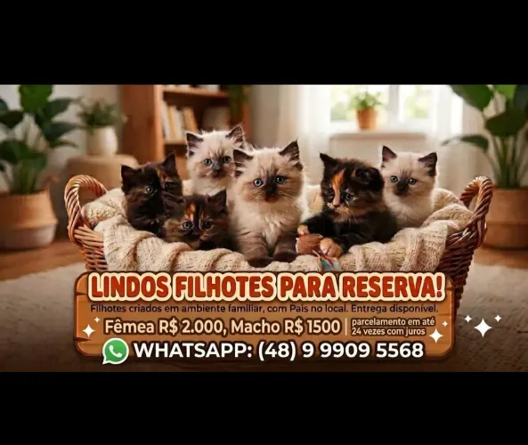 Persas para reserva (em 24x)
