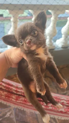 Chihuahua o queridinho Chocolate Pelo Longo
