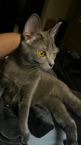 Doação Gatinhos