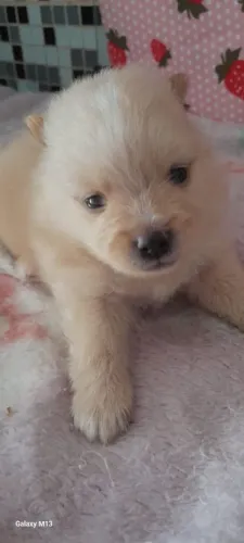 Vendo lulu da pumerania lindo