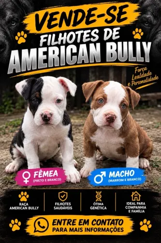 Vende se Filhotes de American bully
