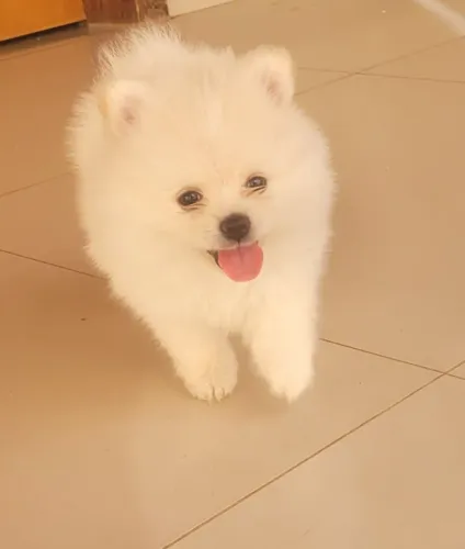 Filhotes Spitz Alemão Fêmea