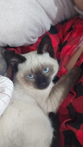 Gata siamesa fêmea 5 meses vacinada e vermifugada