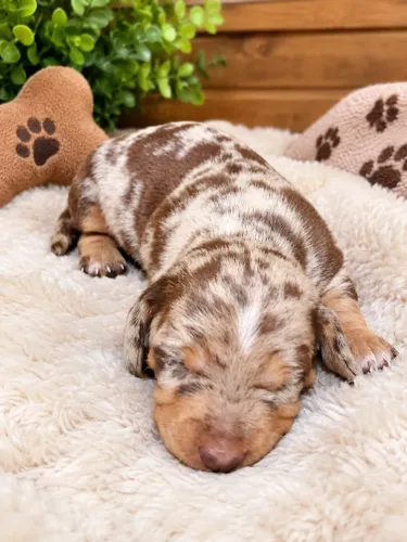 Linda femea dachshund ( basset salsicha)