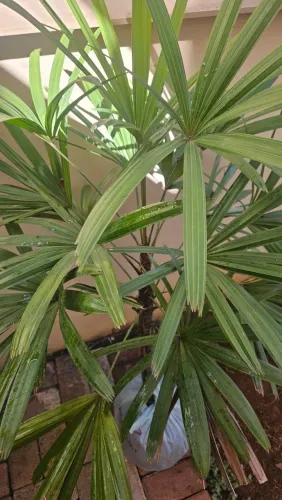 Palmeira Raphis 1, 20m