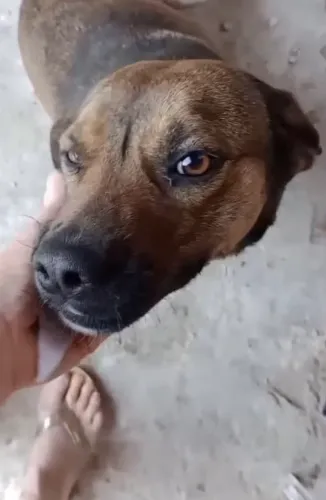 Doa-se cachorra
