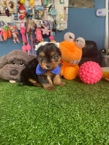 Yorkshire macho disponível!!