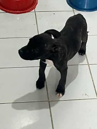 Vendo ou Troco fêmea filhote de american bully por fêmea de yorkshire
