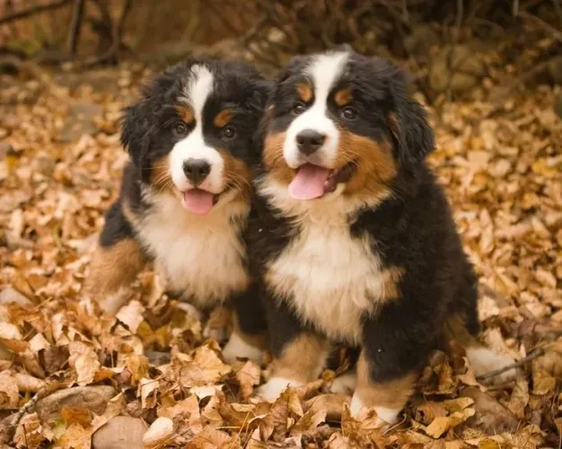 Bernese filhote - seu cão de guarda 