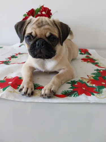 Os espertos pugs