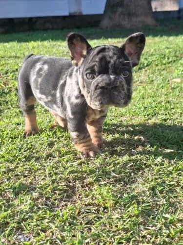 Buldogue Francês Big Hope