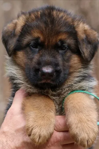 Pastor Alemão - O Pet Ideal Para Quem Quer Companhia Com Carinho