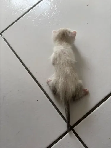 Doação de Gatinhos 1 mês de vida