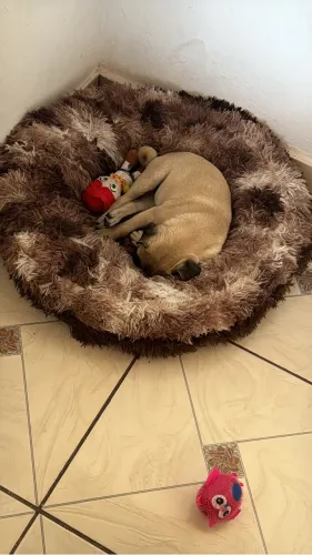 Vendo cachorrinha pug