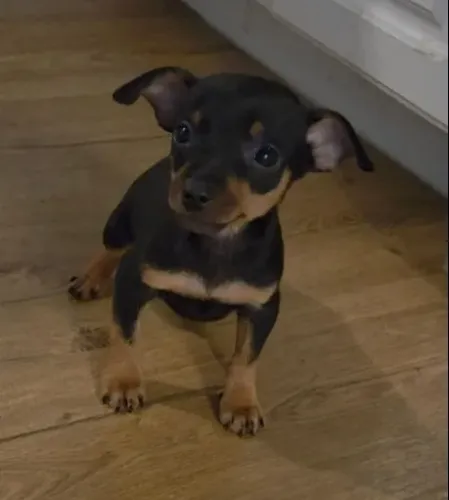 Filhote de cachorro Pinscher/ Pincher saudável de linhagem selecionada