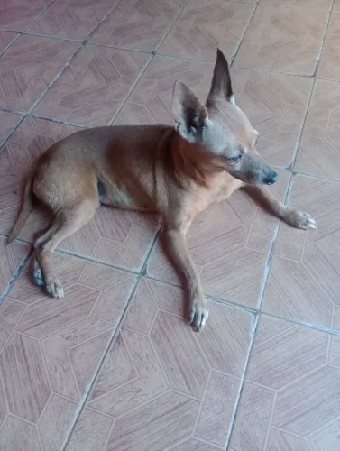 Pincher