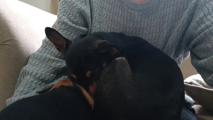 Doa-se uma pinscher 1