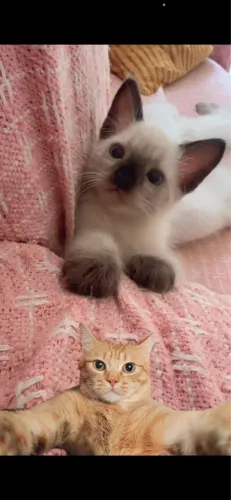 Doação de gatinhos