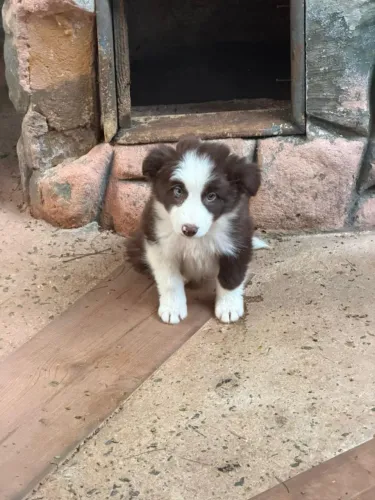 Border collie muito leal