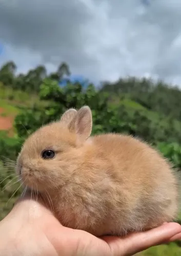 Mini coelhos o menor 