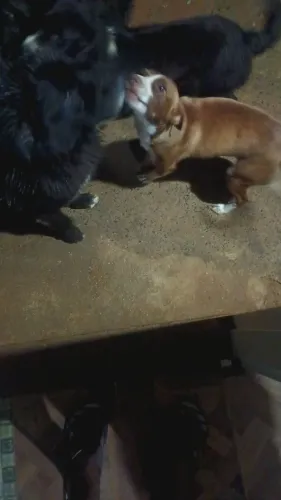 Estou doando essas 4 cadelas 