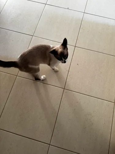 DOAÇÃO DE GATA CIAMES FÊMEA 