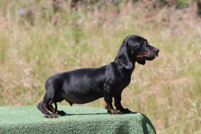 Salsicha (Dachshund)