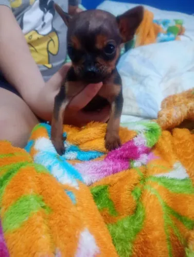 Filhote de pinscher macho 
