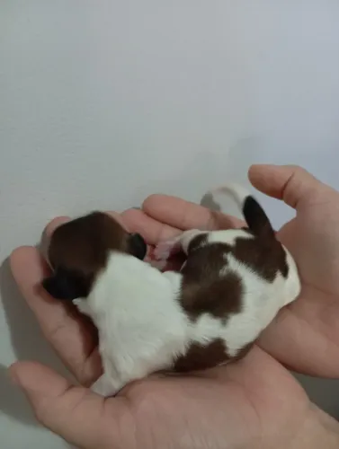 Shih tzu 