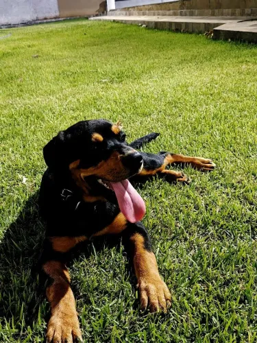 Filhote Rottweiler Macho 4 Meses Vacinado Teresina