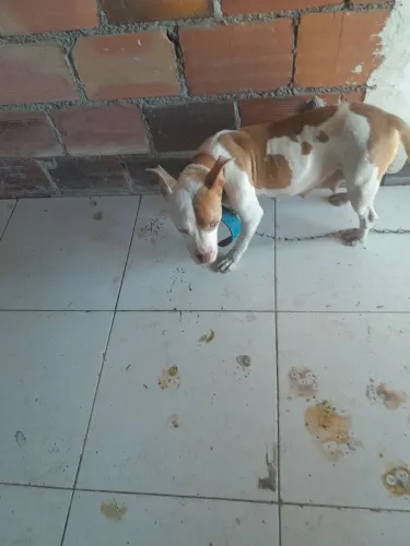 Douase uma Pitty Bull fêmea 