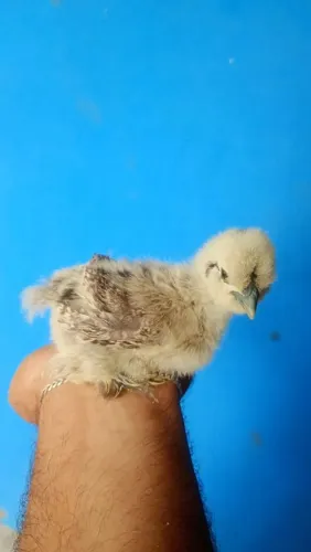 Pintinho de Sedosa
