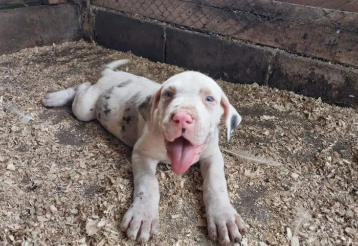 Vendo fêmea de Dog Alemão