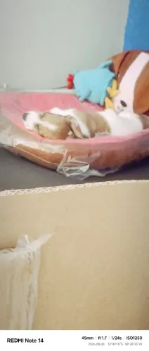 Filhote de Salsicha 