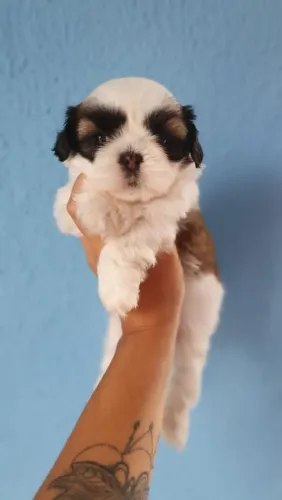 Lhasa Apso carinhoso 