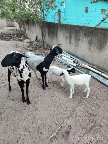 Ovelha parida de dois borregos e um carneiro chitado