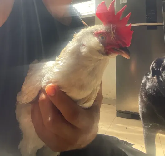 Galo ornamental raça mil flores