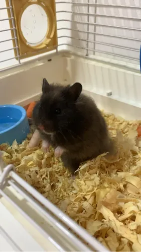 Hamster Sírio Macho + Gaiola + Rodinha