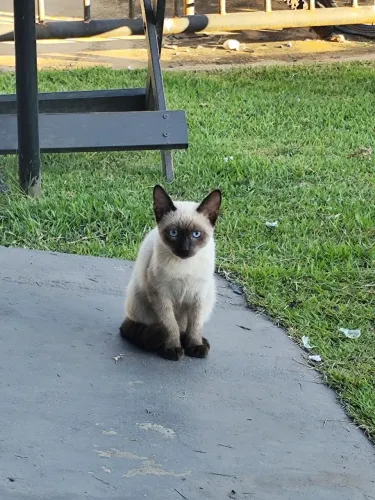 Gatinhos para adoção