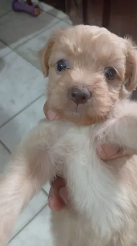Linda filhote de poodle