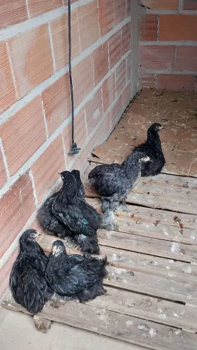 Pintinho e ovos galado raça Brahma Black.