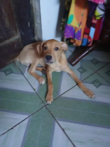 Estou doando esse cachorro ele é filhote não posso ficar com ele pois estou sem condições