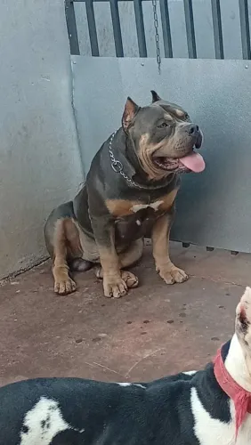 Pitmonster