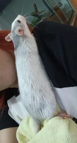 Twister ratinho