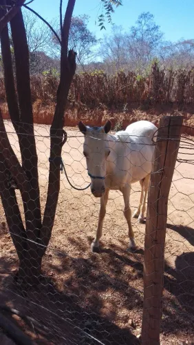 Vendo potra 7 meses jenuina de picada não tem registro