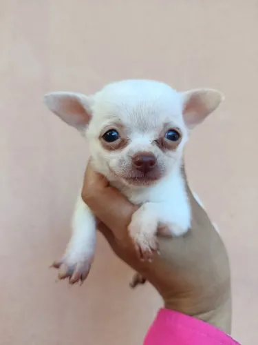 Chihuahua Mini - Pequeno no tamanho, gigante no carinho